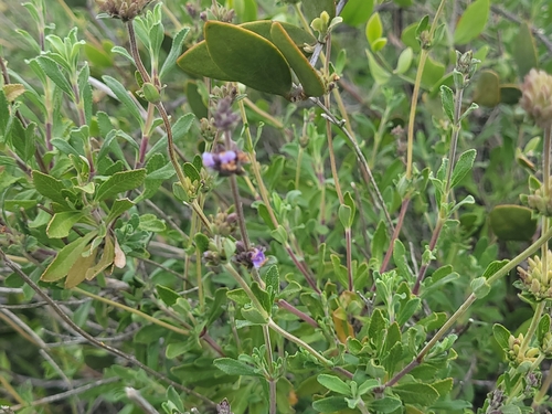 Salvia munzii, photograph 3