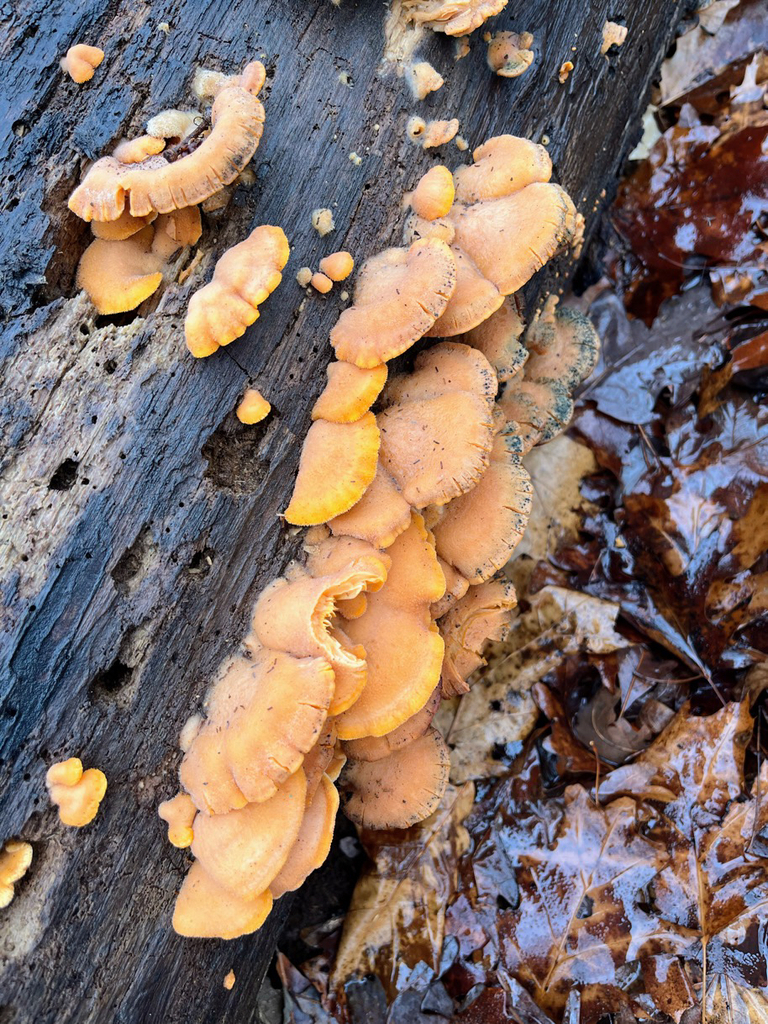 Phyllotopsis nidulans · March 2026 · photo: © motherearthsfeathers (iNaturalist, cc-by)