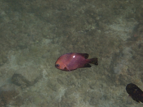 Dascyllus trimaculatus