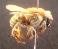 Melipona beecheii