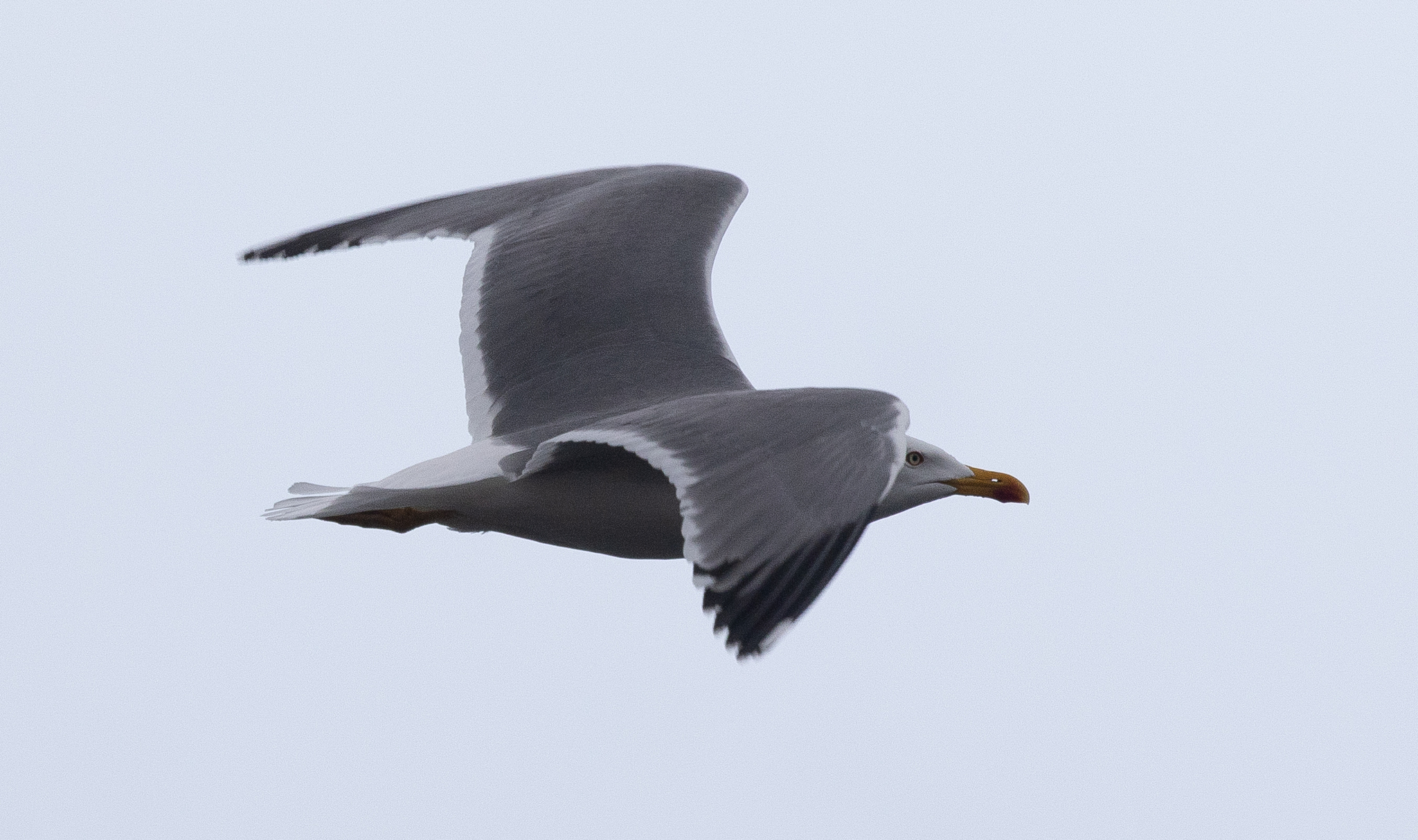 Gaviota patiamarilla