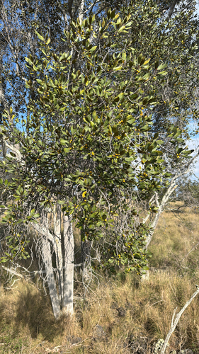 Planchonella spathulata observed 2026-03-04