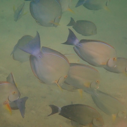 Yellowfin Surgeonfish (Acanthurus xanthopterus)