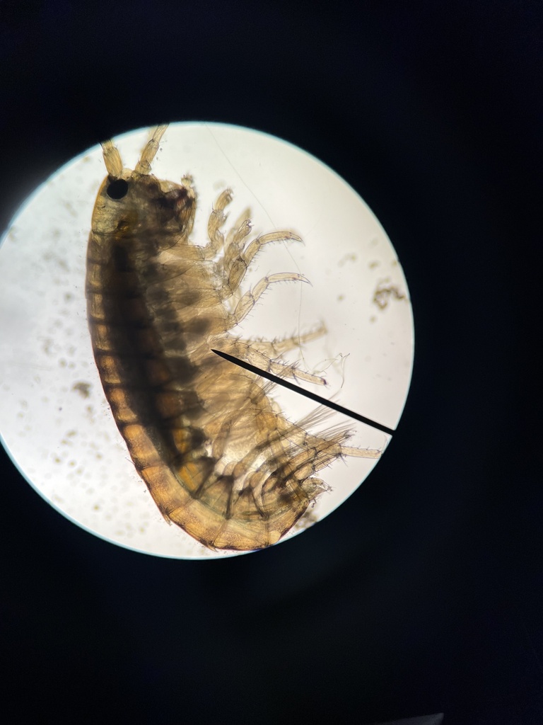 Mexican freshwater shrimp