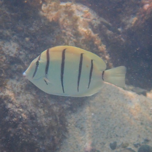 Convict Surgeonfishes (Acanthurus triostegus)