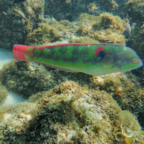 Wounded Wrasse (Halichoeres chierchiae)