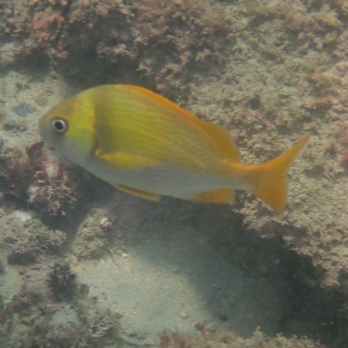 Silver Gray Grunt (Anisotremus caesius)