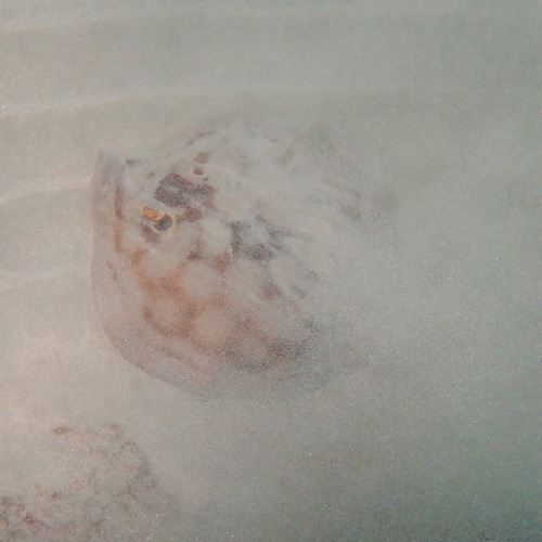 Bullseye Round Stingray (Urobatis concentricus)
