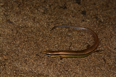 Scincella gemmingeri