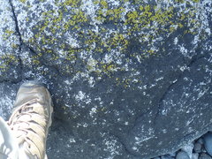 Hydropunctaria maura