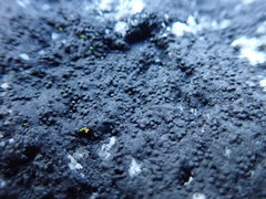 Hydropunctaria maura