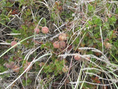 Hermannia grossularifolia