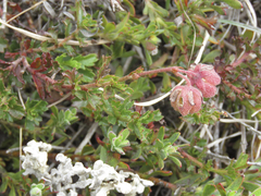 Hermannia grossularifolia