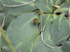 Euphorbia ecklonii