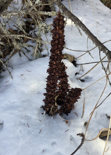 Northern Groundcone (Boschniakia rossica)