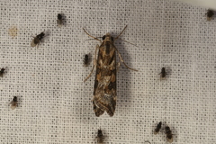 Nomophila corticalis