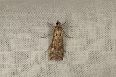 Nomophila corticalis