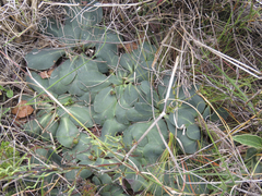 Euphorbia ecklonii