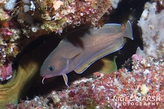 Lotella rhacina