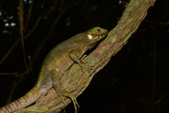 Northeastern Spinytail Iguana photo 2