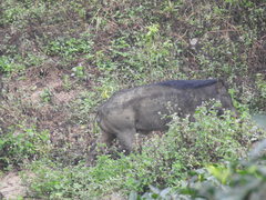 Sus scrofa cristatus