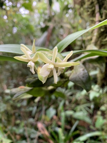 Epidendrum paranaense Barb.Rodr. 4