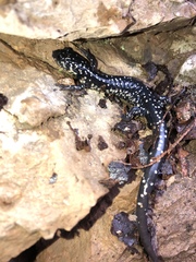 Plethodon kentucki