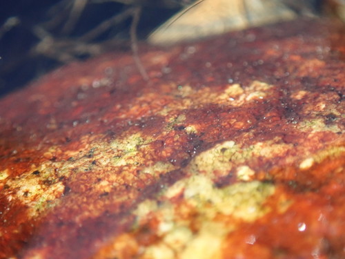 Image of Hildenbrandia rubra by no rights reserved