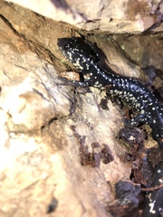 Plethodon kentucki