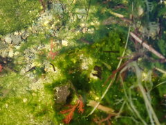 Urospora