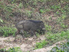 Sus scrofa cristatus