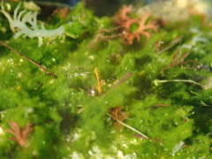 Urospora