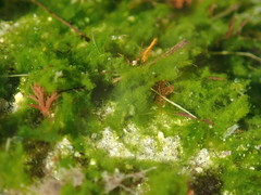 Urospora