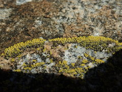 Polycauliona verruculifera