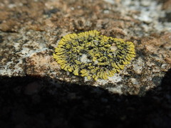 Polycauliona verruculifera