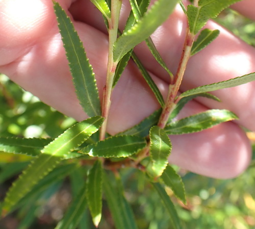 Common Riverbuchu (Empleurum unicapsulare)