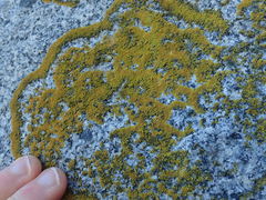 Polycauliona verruculifera