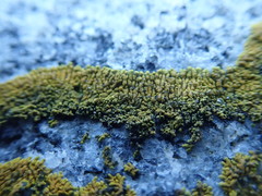 Polycauliona verruculifera