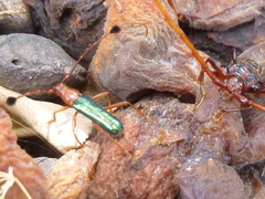 Compsocerus violaceus