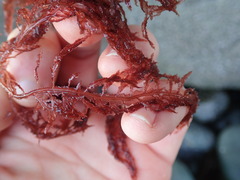 Cumathamnion decipiens