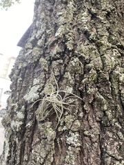 Tillandsia recurvata image