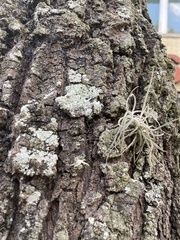 Tillandsia recurvata image