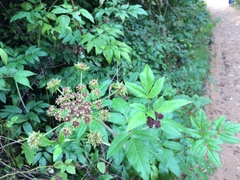 Arracacia nelsonii