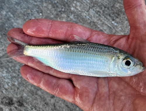 Scaled sardine (Harengula jaguana) — Clupeidae — 5