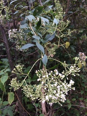 Ageratina ligustrina