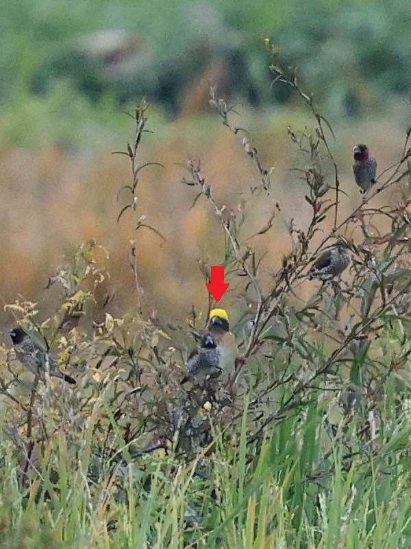 Baya Weaver (Ploceus philippinus)