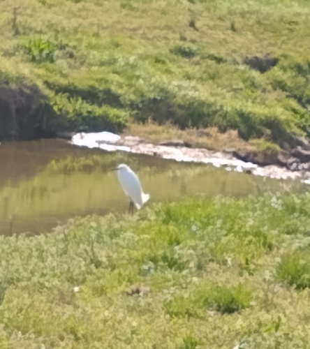 Snowy Egret photographed in Kansas
