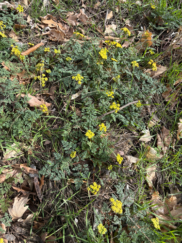 Lomatium salmoniflorum observed 2026-02-28