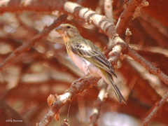 Crithagra dorsostriata