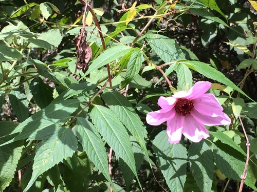 Dahlia imperialis